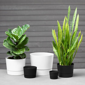 Root & Vessel Majestic pot showing the built-in tray protecting surfaces.