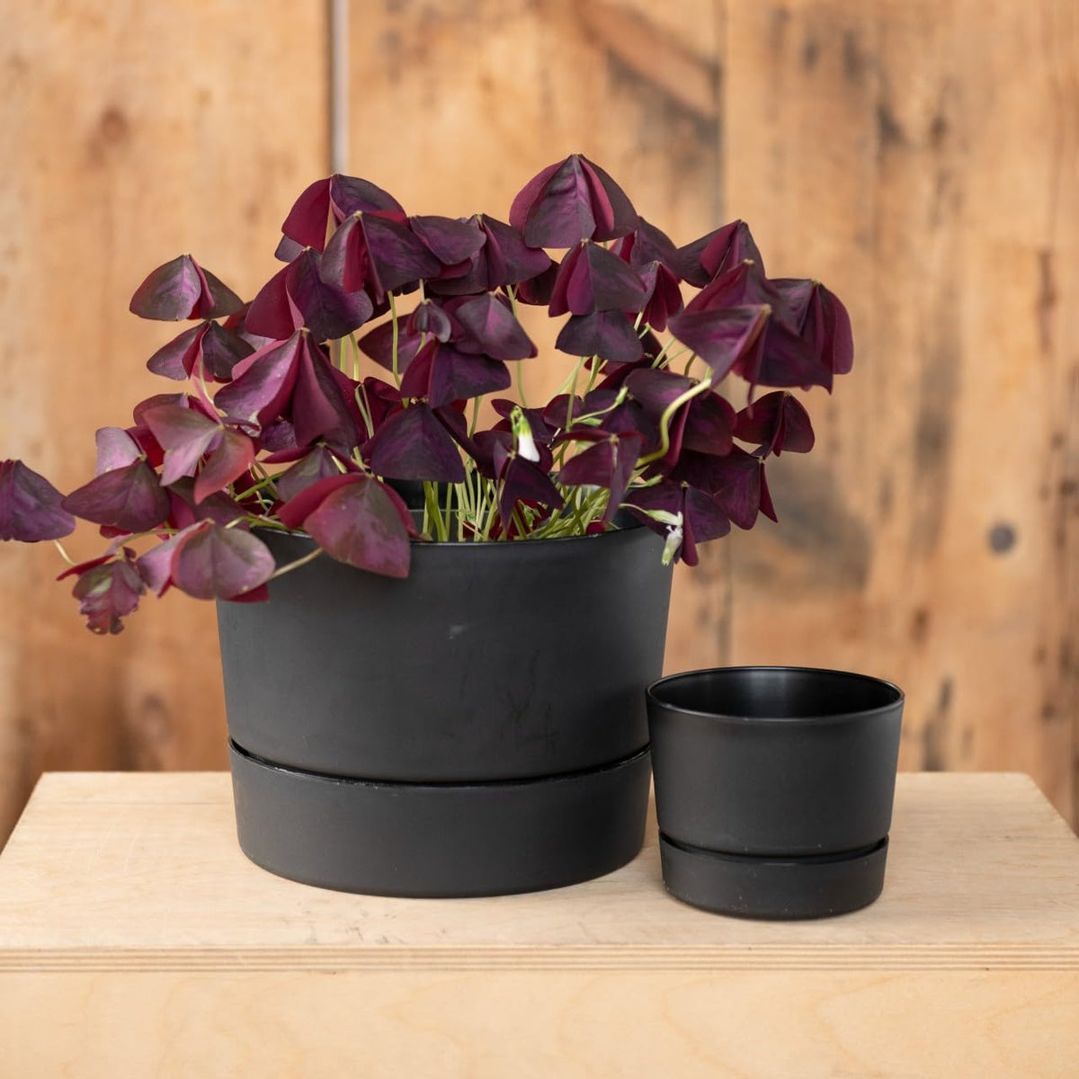 Root & Vessel Majestic outdoor patio setup with mid-century style planter.
