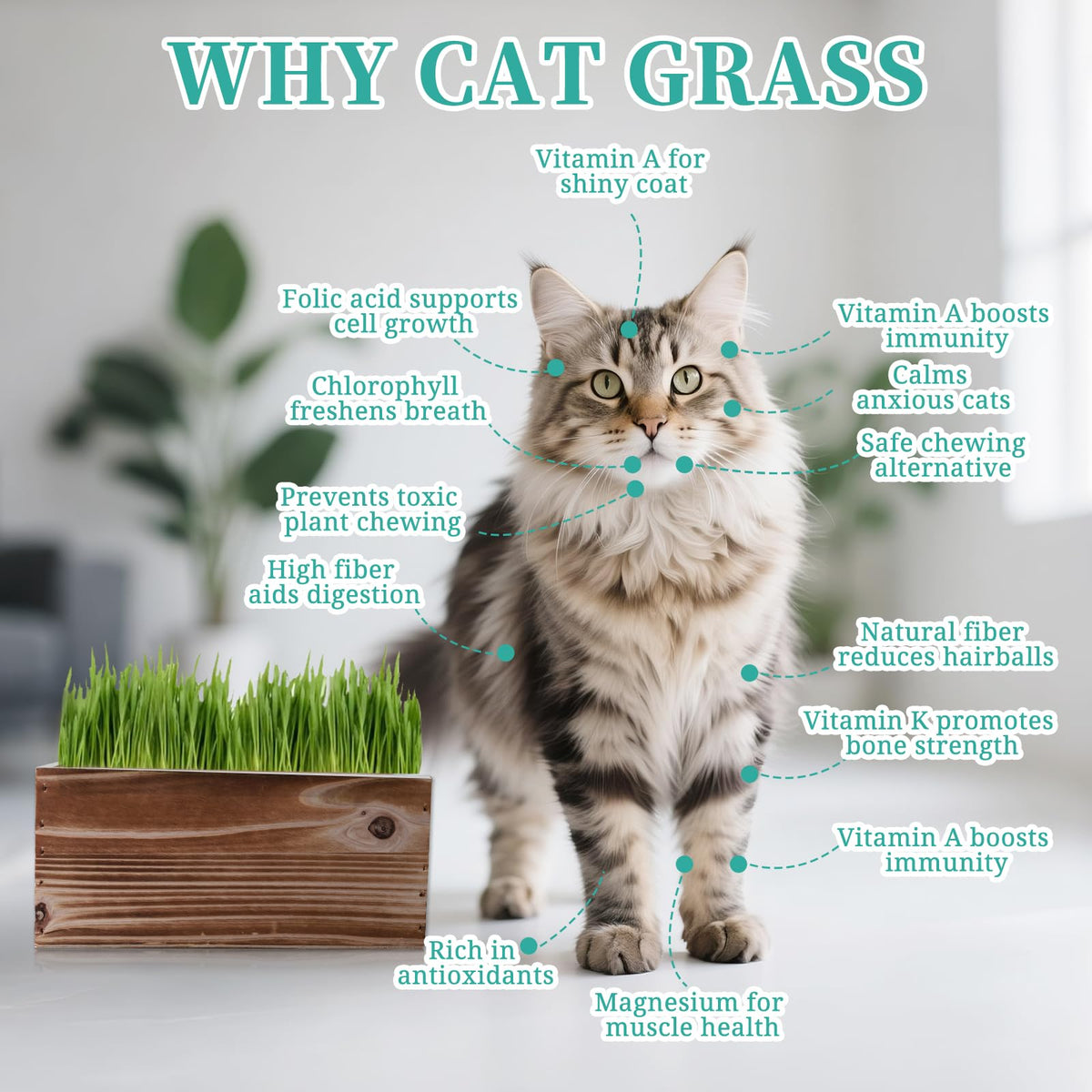 ROOTCRAFT cat grass sprouts visible after 1–3 days
