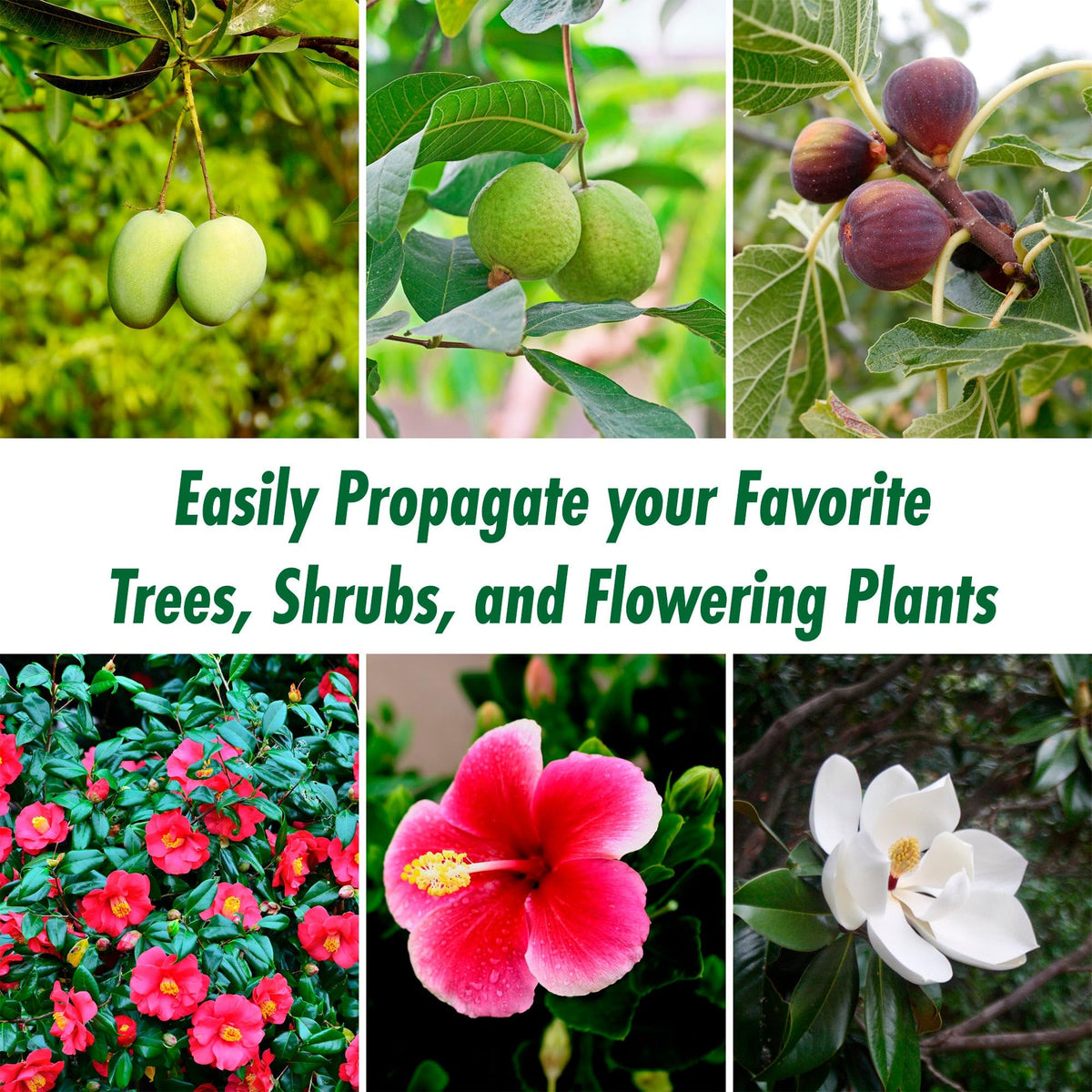 Rooted Promise 12-pack kit simplifies propagation without removing pods.