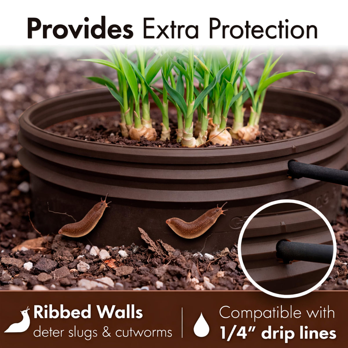 Rooted Promise 7-inch ring delivering water to the base for deep roots