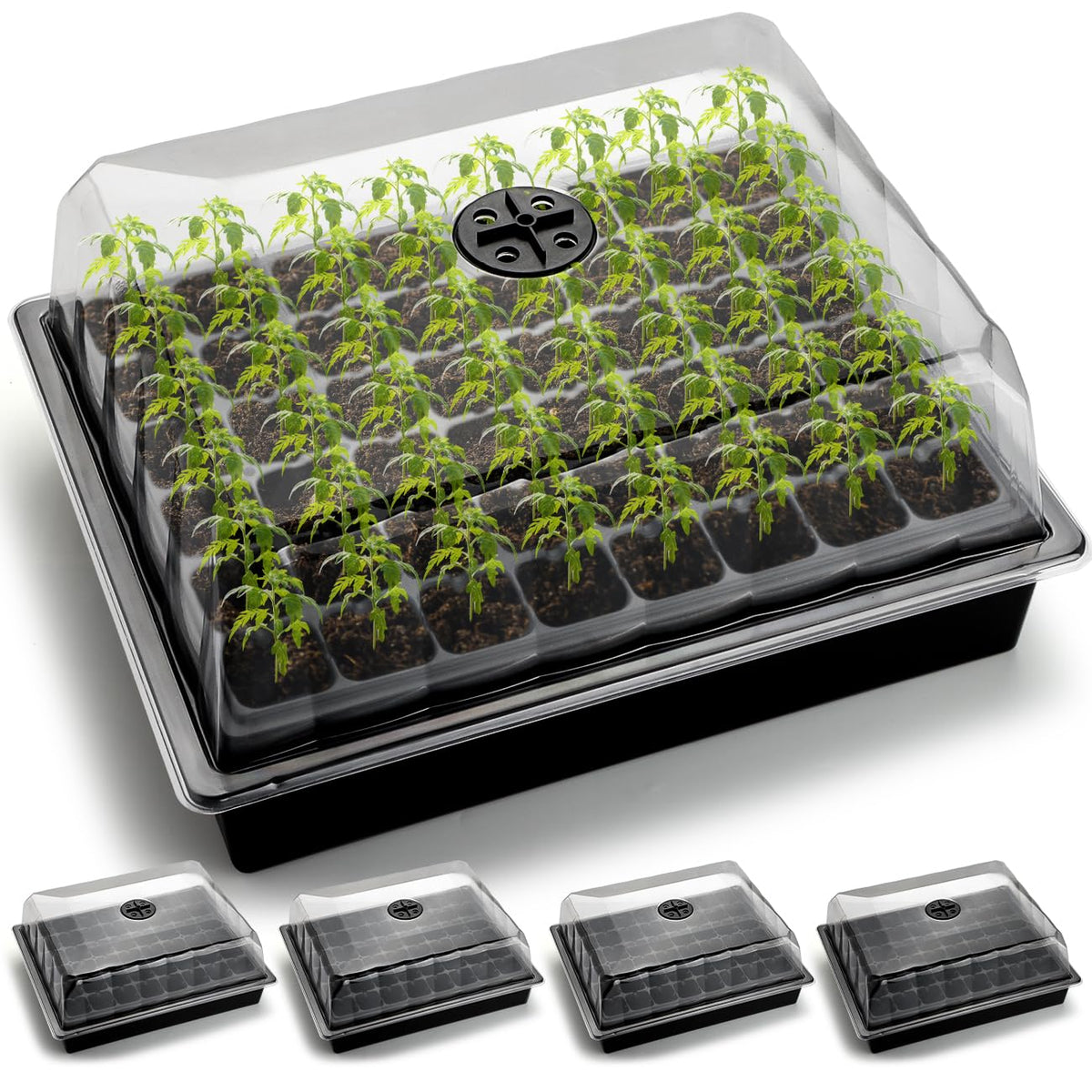 RooTrimmer 4-inch humidity dome close-up showing condensation for seedling moisture control
