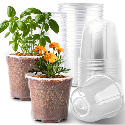 RooTrimmer 6-inch clear nursery pot with humidity dome shows root growth and moisture at a glance.