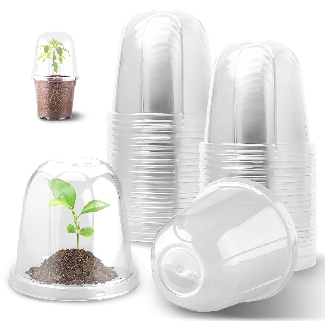 RooTrimmer 6-Inch humidity dome — clear view for easy seedling monitoring