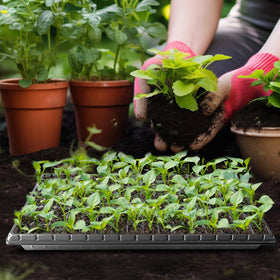 RooTrimmer trays support easy watering and overall plant care.