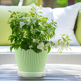 RooTrimmer raised-edge 10-inch saucer catches spills and protects surfaces.