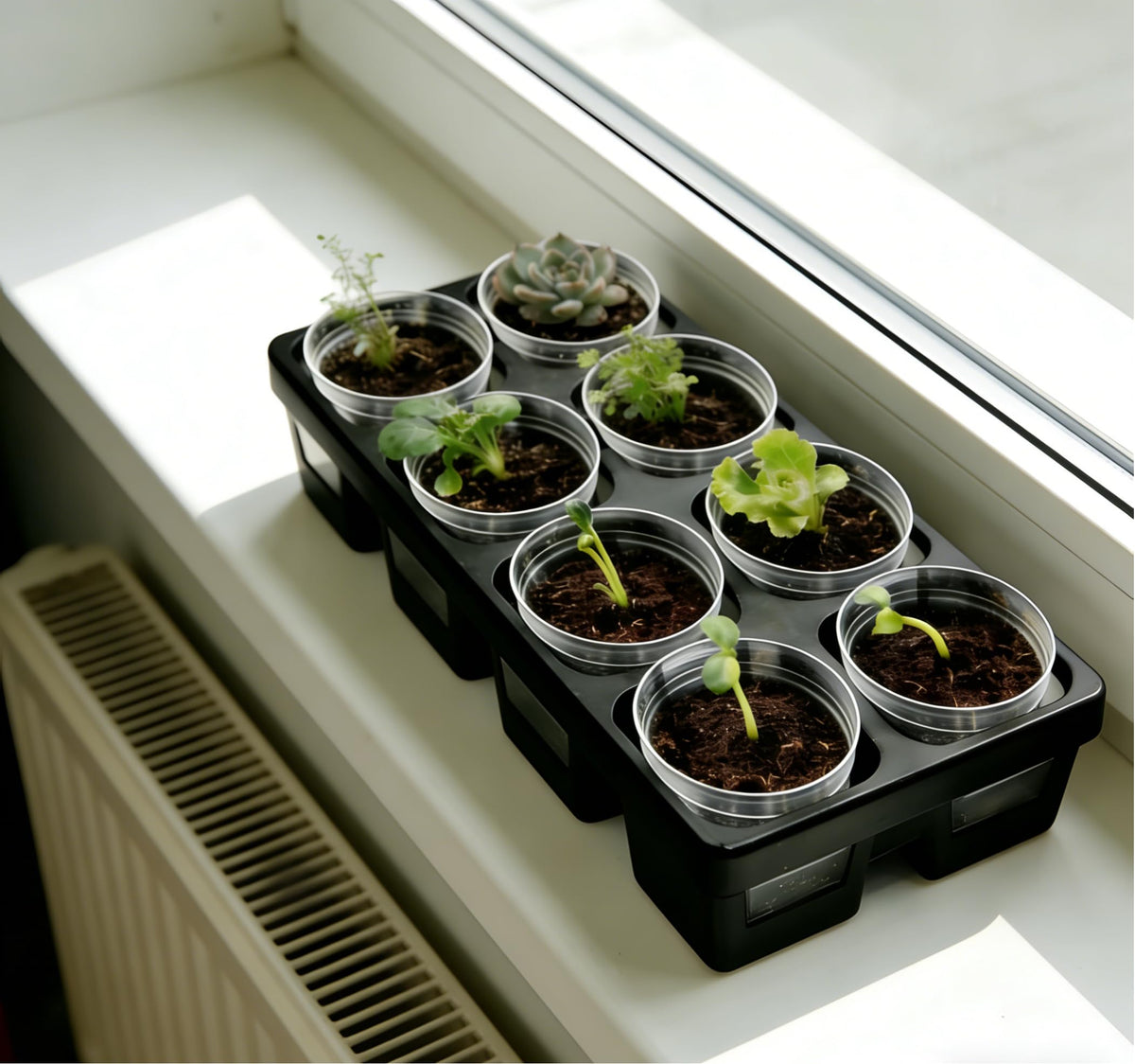 RooTrimmer 2.5-inch round seedling pots ready for transplanting