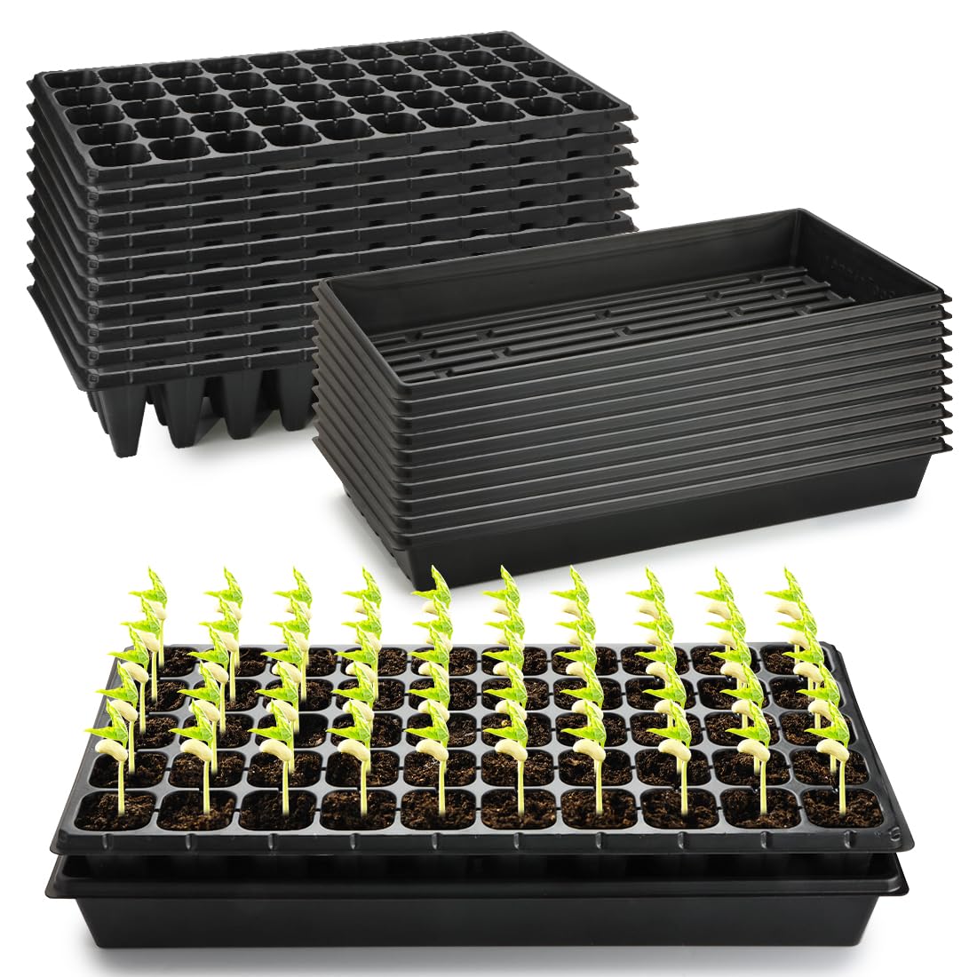 RooTrimmer seedlings organized in trays with clear labeling.