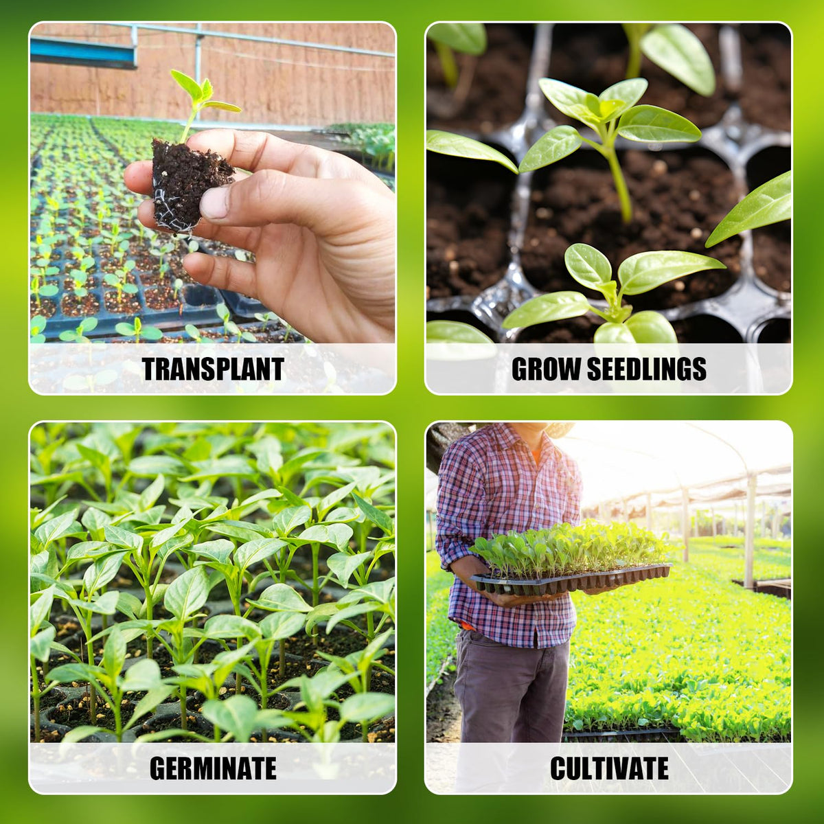 RooTrimmer shallow-depth tray enables quick seedling growth and gentle transplanting.