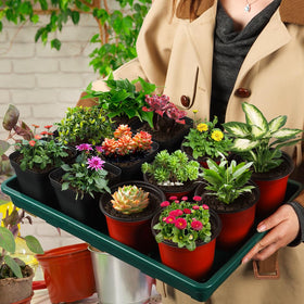 No drainage holes contain soil in greenhouse or indoor setups.
