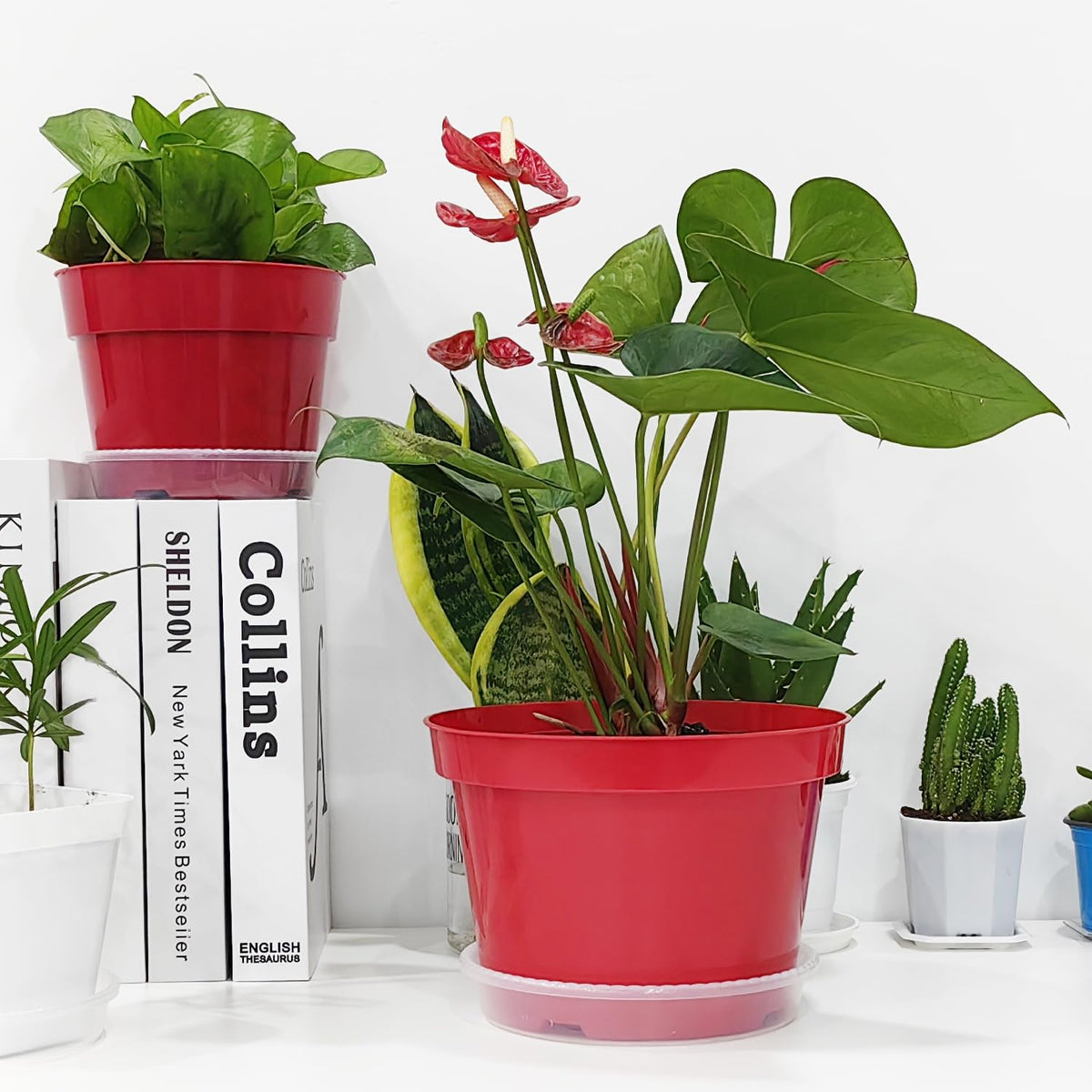 RooTrimmer 12-pack trays help keep floors clean during watering.
