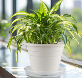 RootTrimmer heavy-duty PP saucer emphasizes durability for large pots and daily use.