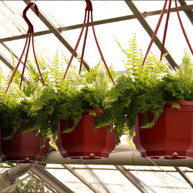 Roshtia indoor-outdoor use suitable for balcony or office.