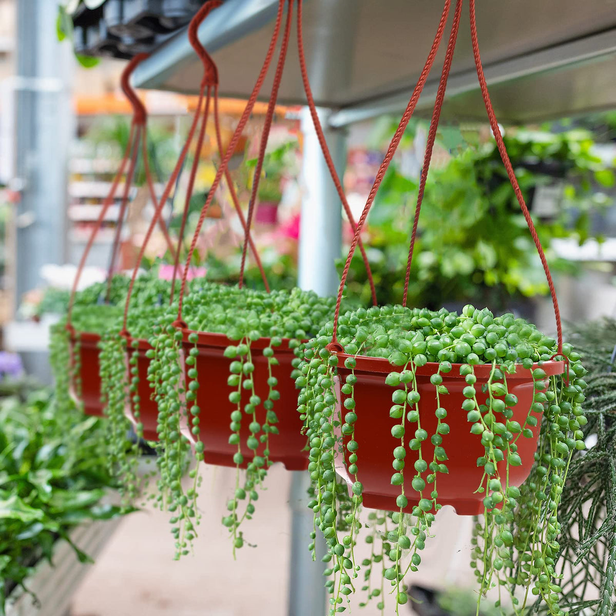 Roshtia three-chain hook system ensures stable hanging.