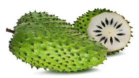 Roxxy Crystals soursop seed close-up showing fresh viability for tropical gardening