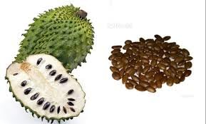 Roxxy Crystals soursop seed pack for home propagation and fresh germination potential