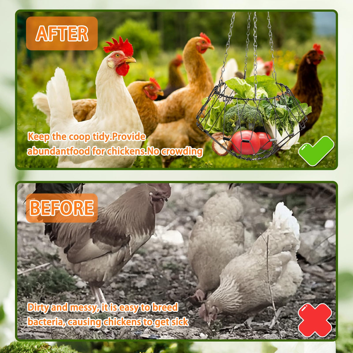 RRQKMBO chickens enjoying vegetables reduces pecking and boredom