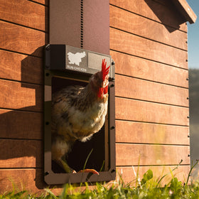 RUN-CHICKEN Door Eternal solar panel close-up powering the built-in battery backup.