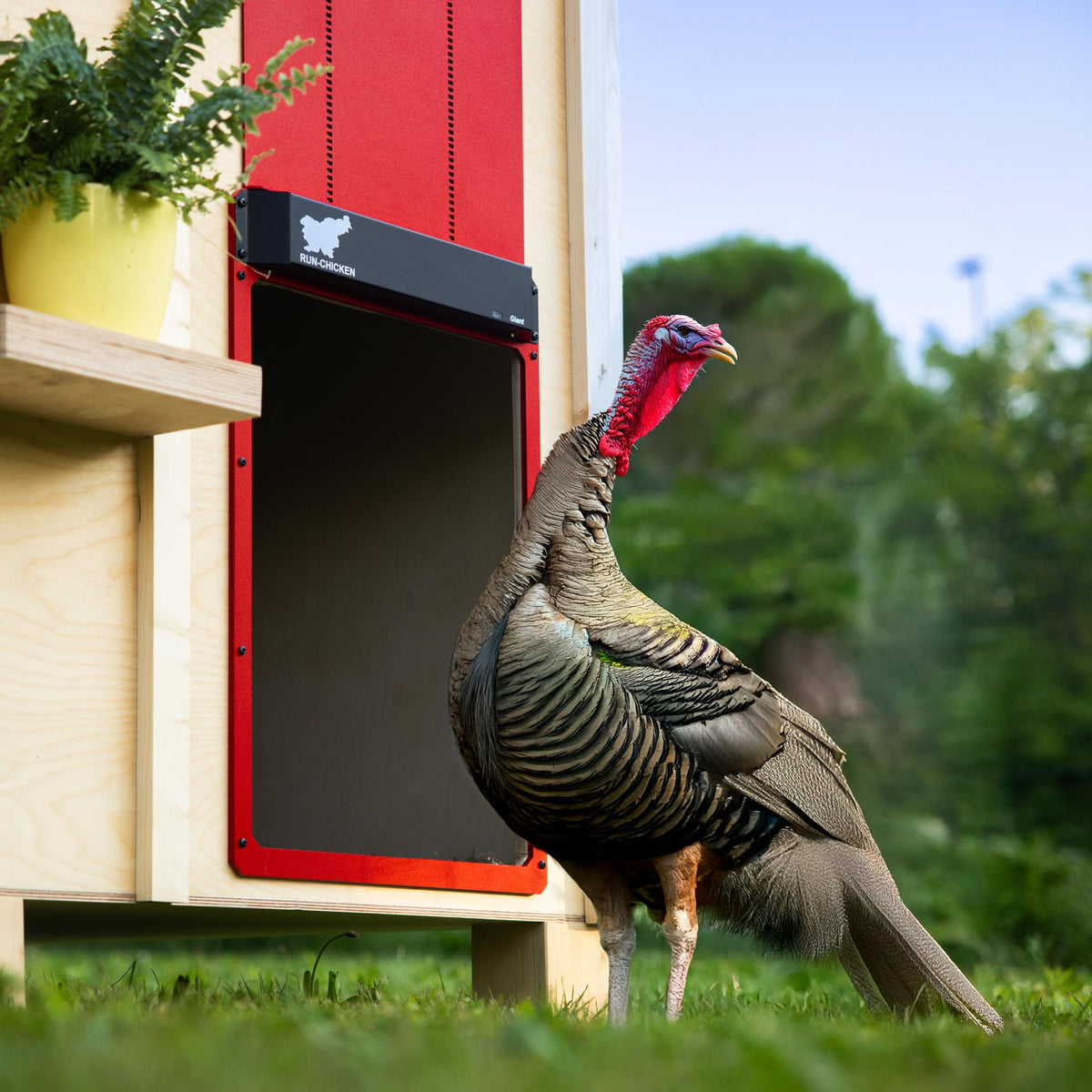 RUN-CHICKEN Door Giant solar-compatible design supports solar charging for year-round reliability.