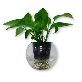 RURAL GROW multi-use hydroponics net pot suitable for various growing systems