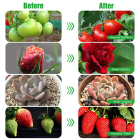 RWNTAO ideal for herbs, greens, and small houseplants indoors