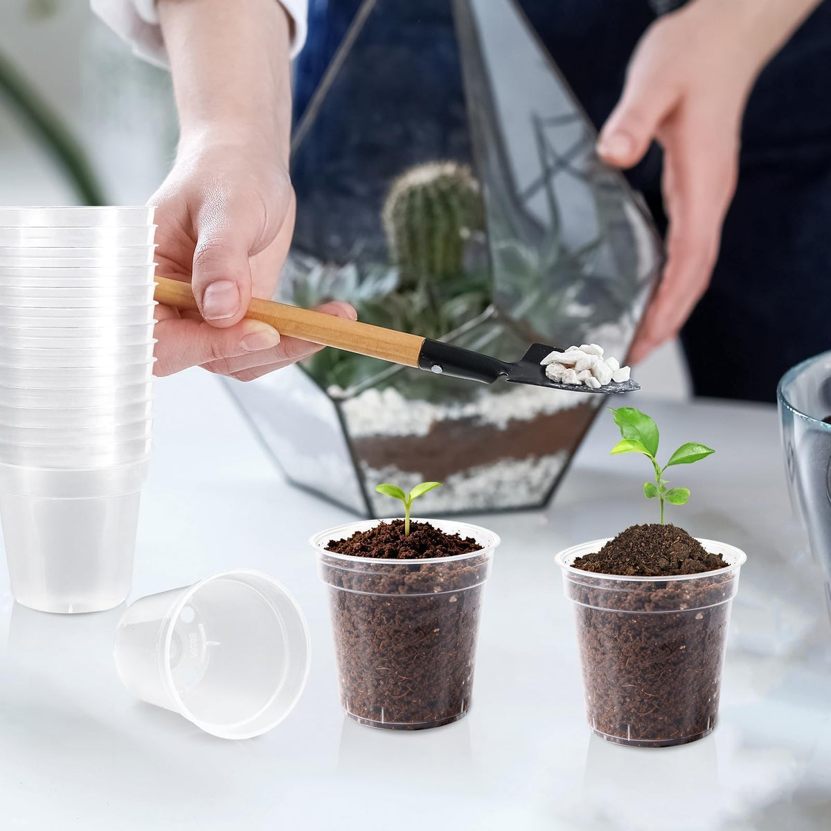 RXLWYUNLAE clear seedling pot showing drainage holes for healthy watering