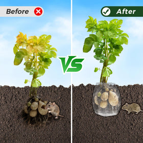Ryxrhswzp gopher baskets in soil demonstrate root barrier in action.