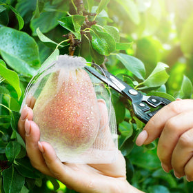 Sabary bag protecting vegetables and greens from pests while growing