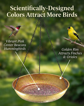 SAC SMARTEN ARTS golden rim attracts finches and orioles