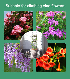 SAKOTE Keeps garden spaces tidy with vertical growth and structured display.