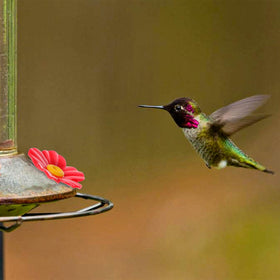 Salbsever easy-to-clean replacement flowers simplify outdoor feeder upkeep.
