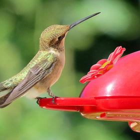 Salbsever non-slip perch on flowers gives birds a safe resting spot.