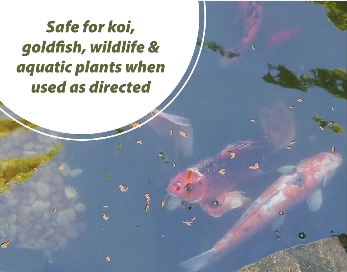 Green algae in a decorative pond targeted by Sanco Bloom Buster