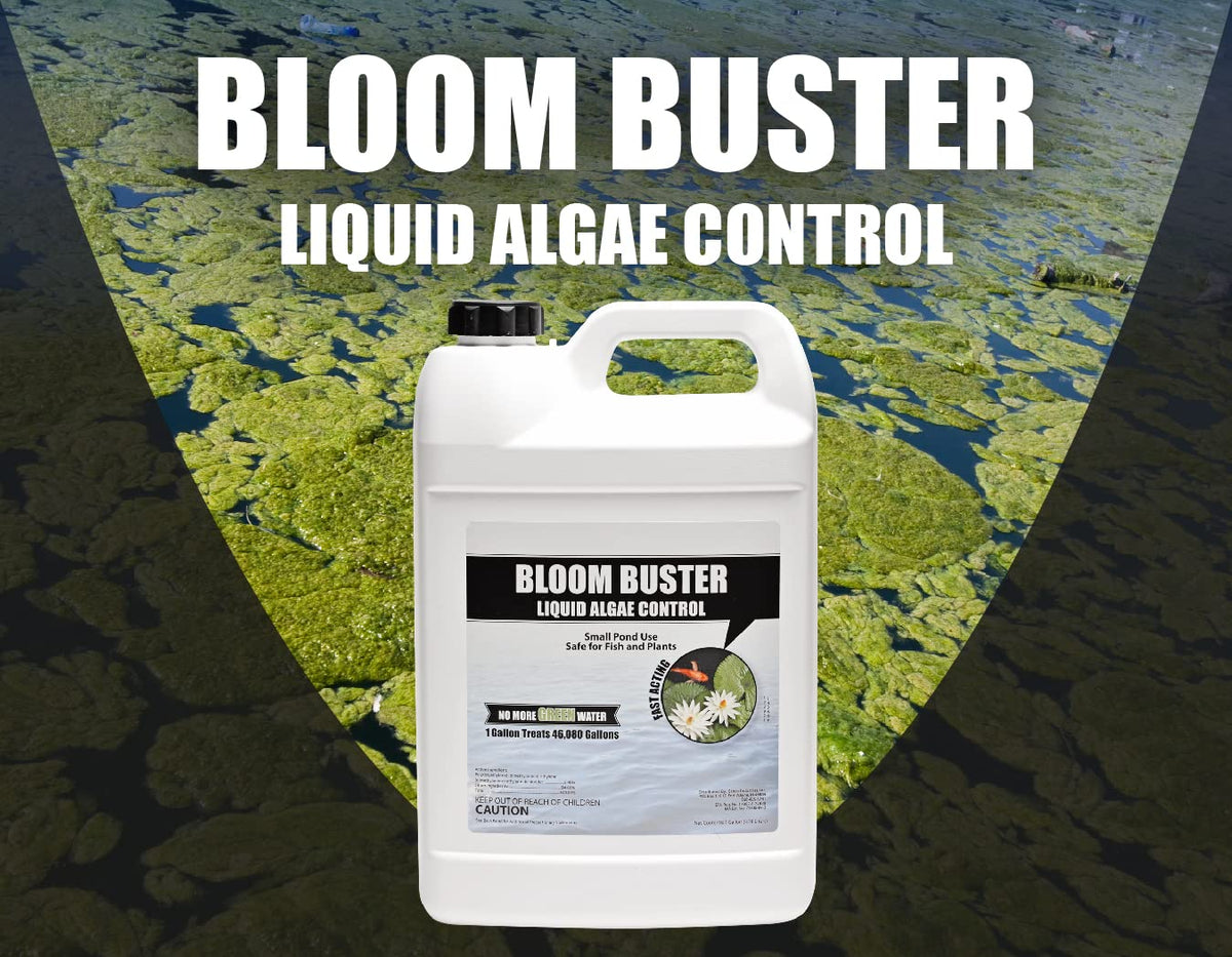 Koi and goldfish safe setup using Bloom Buster in the pond