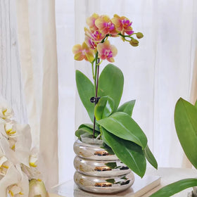 Gift-ready SANDYBAYTAS ceramic pot in a stylish silver finish