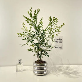 SANDYBAYTAS pot displayed in a modern home office setup
