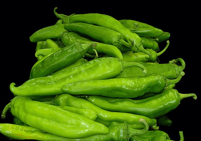 Sandia Seed Big Jim green chile fruit on plant; large peppers ideal for roasting and stuffing.