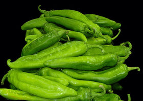 Sandia Seed Big Jim green chile fruit on plant; large peppers ideal for roasting and stuffing.