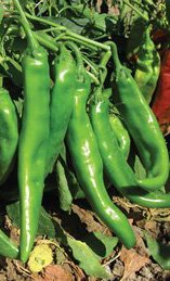 Sandia Seed Big Jim Legacy peppers harvested, ideal for big chile rellenos and stuffing