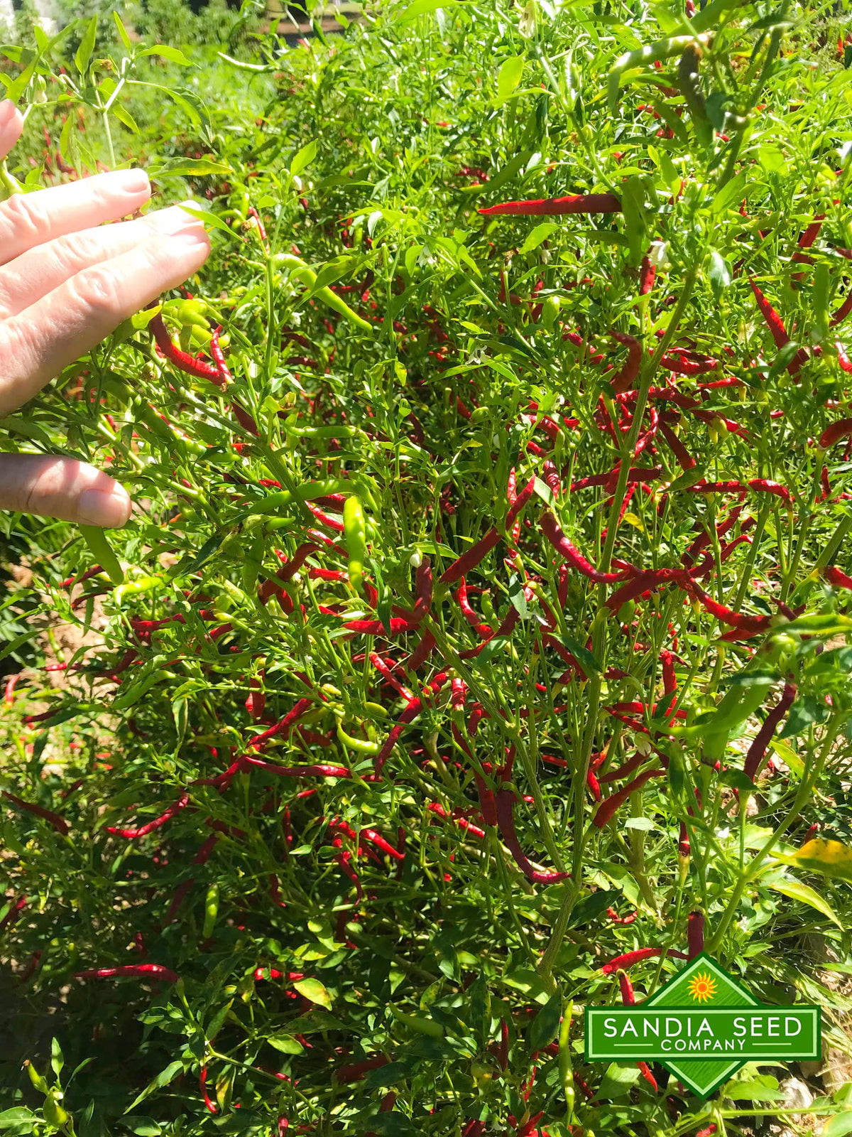Sandia Seed Chile de Arbol dried pods ready for spice rubs.