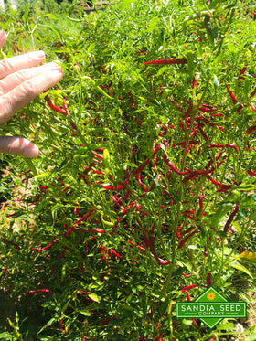 Sandia Seed Chile de Arbol dried pods ready for spice rubs.