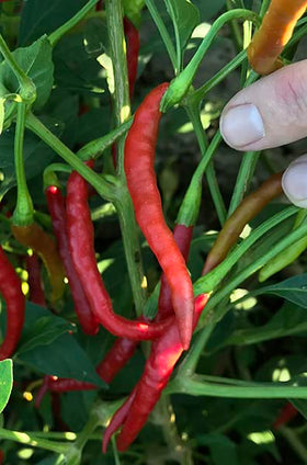 Sandia Seed Chile de Arbol plant growing vigorously with tree-like habit.