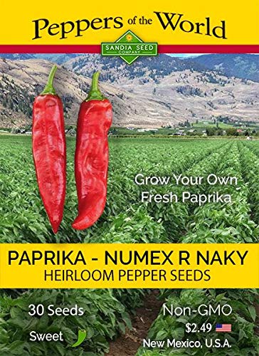 Sandia Seed paprika pods, 6-inch long, ideal for drying and paprika.