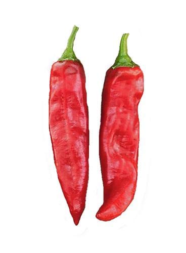 Sandia Seed paprika pods in bright red color, perfect for sauces.