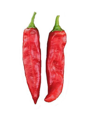 Sandia Seed paprika pods in bright red color, perfect for sauces.