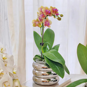 SANDYBAYTAS office-desk plant pot, adds contemporary flair while keeping drainage in mind.