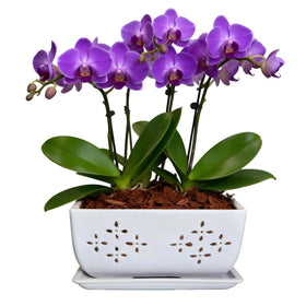 Sanmudecor durable ceramic pot keeps displays clean and organized.