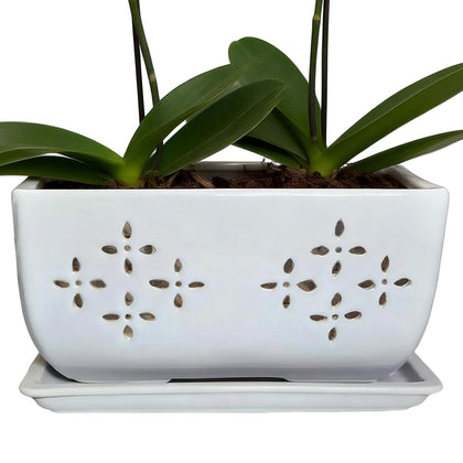 Sanmudecor orchid pot with drainage holes and tray supports healthy root care.