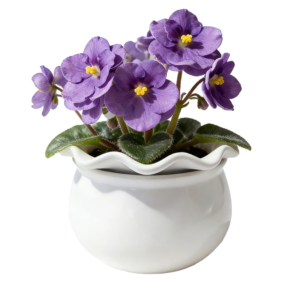 Sanmudecor self-watering planter 7-inch with white ceramic finish keeps violets hydrated.