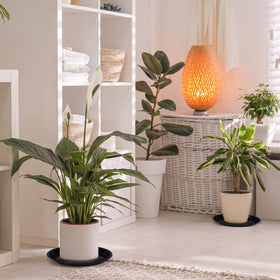 Sawysine 30-pack plant saucers for versatile coverage across multiple pots.